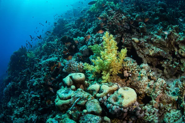 Prachtig Koraalrif Vissen Rode Zee Sharm Sheikh Egypte — Stockfoto