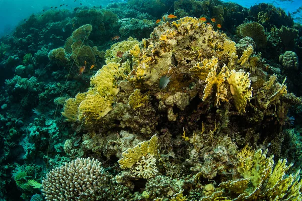 Hermoso Arrecife Coral Peces Mar Rojo Sharm Sheikh Egipto — Foto de Stock