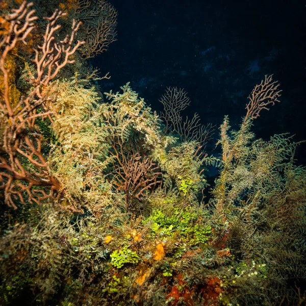 Красивый Цветной Коралловый Риф Острова Козумель Карибское Море — стоковое фото