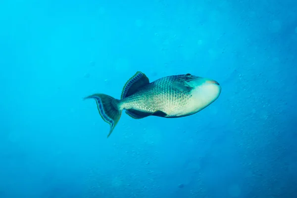 Piękne Duże Triggerfish Pobliżu Wyspy Koh Tao Tajlandia — Zdjęcie stockowe