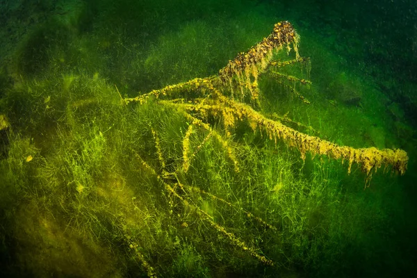 Naturaleza Del Fondo Del Río Ucraniano — Foto de Stock