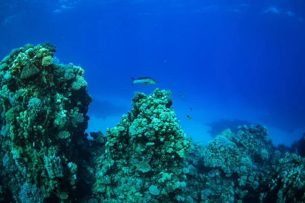 Tropical fish on background of coral reef in Red Sea, Sharm el Sheikh, Egypt