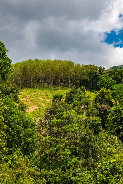 Giungla Verde Koh Samui Primavera Thailandia — Foto Stock