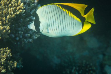 Butterflyfish mercan Red Sea, Mısır'ın üzerinde