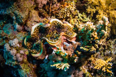 Kızıldeniz, sharm el sheikh, Mısır resif üzerinde Tridacninae