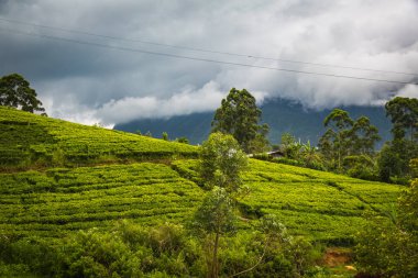 parlak çay plantasyon Sri Lanka