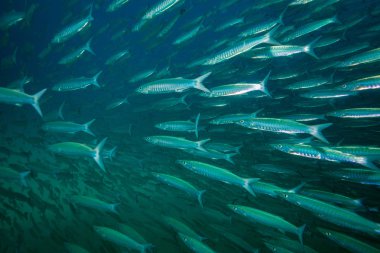 Barracuda Koh Tao Island, Tayland yakınındaki okul