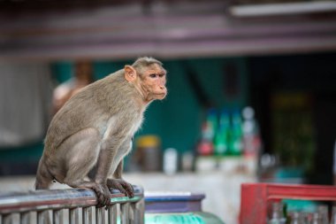 Maymun Hint Tapınağı