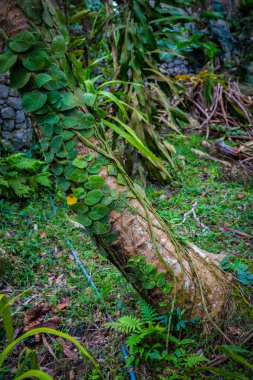 Ağaç Tayland yeşil yaprakları kaplı