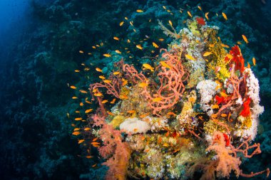 Güzel mercan içinde Kızıldeniz, sharm el sheikh, Mısır renkli.