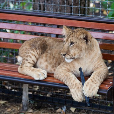 Bir genç komik aslan oyun