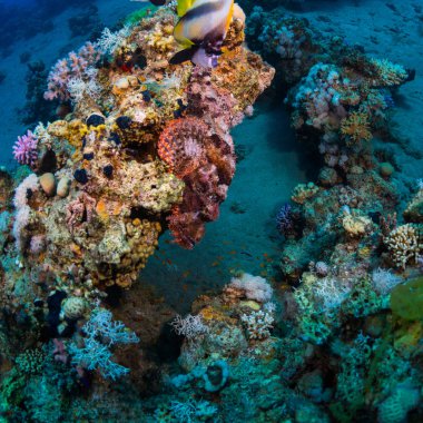 Dahab bir mercan kayalığı üzerinde Scorpaena. Mısır.