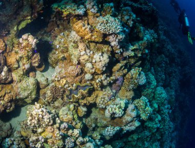 Bir mercan resifi arka planda tropikal balıklar