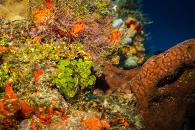 Cozumel Adası, Karayip Denizi güzel renkli mercan