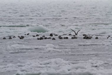 Turistik ve yerler arasında seyahat, Odessa, Ukrayna