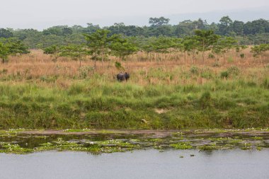 Doğal görünümü güzel manzara ile flora ve fauna Chitwan, Nepal 