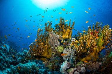 Güzel mercan içinde Kızıldeniz, sharm el sheikh, Mısır renkli.