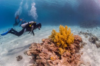 Red sea, Mısır resif sualtı görünümü dalgıçlar