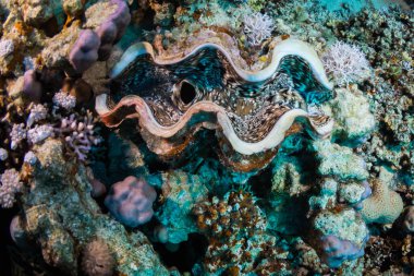 Kızıldeniz, sharm el sheikh, Mısır resif üzerinde Tridacninae