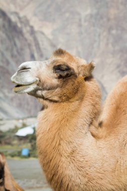 Hint Himalayalar ortasında çölde deve