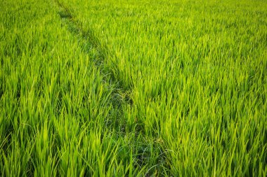 Doğal görünümü güzel manzara ile flora ve fauna Chitwan, Nepal 