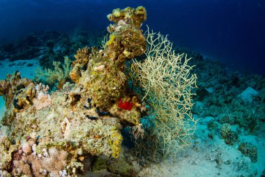 Güzel mercan bahçe içinde Kızıldeniz, sharm el sheikh, Mısır