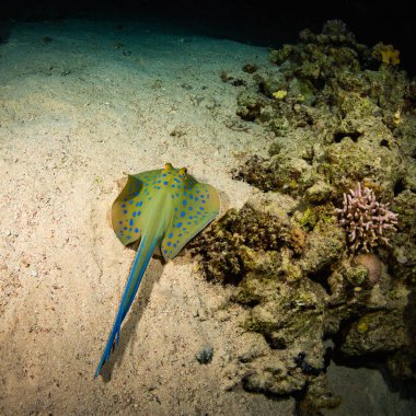 Stingray Sharm El Sheih, Red Sea, Mısır mercan resif üzerinde