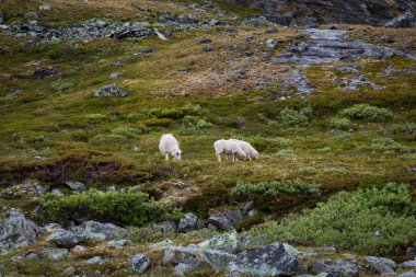 Norveç Milli Parkı Jotunheimen peyzaj