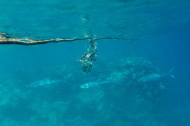 Barakuda üzerinde arka plan mercan kayalığı Red Sea, Mısır