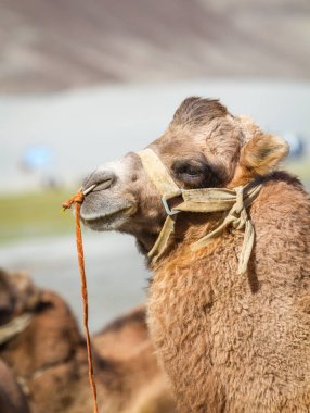 Develer çöl ortasında Hint Himalayalar