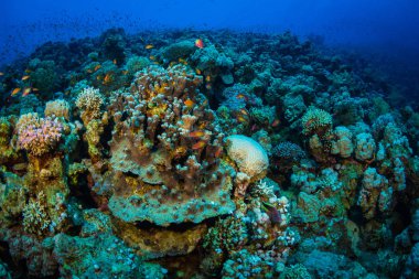 Tropikal balık coral reef Kızıldeniz, Sharm el Sheikh, Mısır arka plan üzerinde
