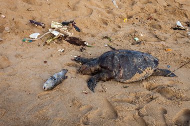 Hint Okyanusu üzerinde ölü bir kaplumbağa