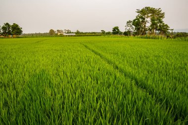 Doğal görünümü güzel manzara ile flora ve fauna Chitwan, Nepal 