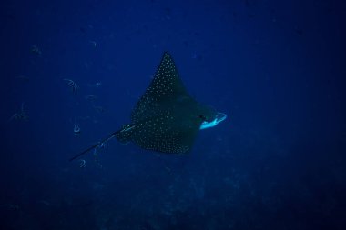Komodo Ulusal Parkı içinde benekli eagle ray