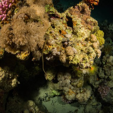 Kızıldeniz kayalıkta denizyıldızı