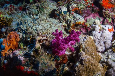 Güzel mercan bahçe içinde Kızıldeniz, sharm el sheikh, Mısır