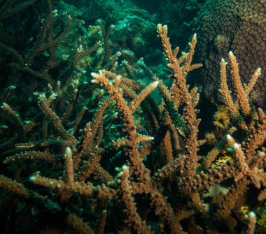 Koh Tao Island, Tayland yakınındaki güzel mercan