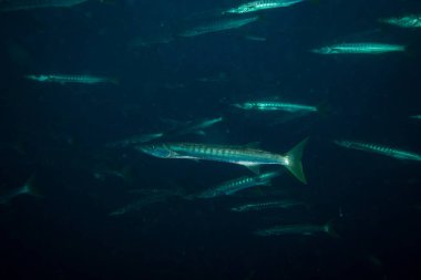 Barakuda Koh Tao, Tayland yakınındaki karanlık su sualtı görünümünü
