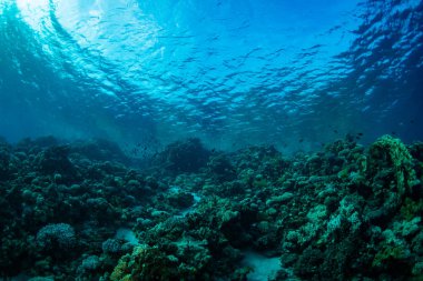 Güzel mercan bahçe içinde Kızıldeniz, sharm el sheikh, Mısır