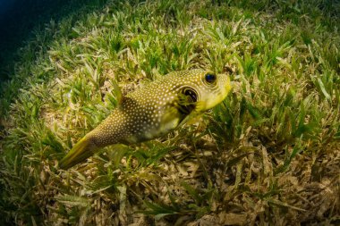 Tropikal balık coral reef Kızıldeniz, Sharm el Sheikh, Mısır arka plan üzerinde