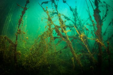 Ukrayna nehrin dibini doğası