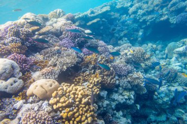 Güzel mercan içinde Kızıldeniz, sharm el sheikh, Mısır renkli.
