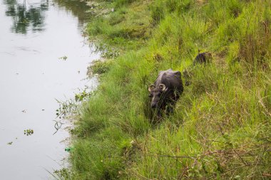 Doğal görünümü güzel manzara ile flora ve fauna Chitwan, Nepal 