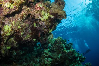 Dalgıç Kızıldeniz reaf üzerinde