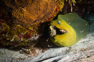 Mercan Kozumel Island yakınındaki Moray