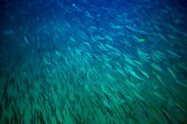 Barracuda Koh Tao Island, Tayland yakınındaki okul