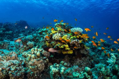 Tropikal balıklar Kızıldeniz, Sharm El Sheikh, Mısır'daki mercan kayalığı arka plan üzerinde