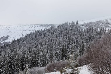 Ukrayna Karpatlar dağlar karla kaplı güzel kış manzarası