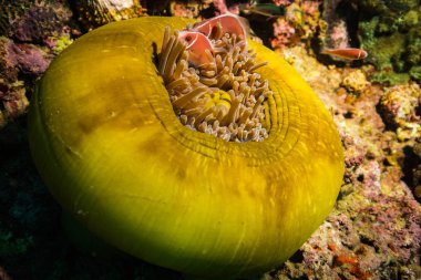 deniz anemone sualtı görünümü üzerinde mercan Koh Tao, Tayland