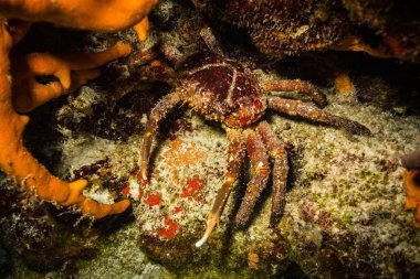 Yengeç sualtı görünümünü Karayip Denizi Resifi'nde Cozumel üzerinde